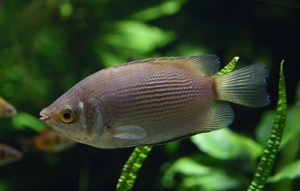 8 Cara Budi Daya Ikan Tambakan, Bisa Jadi Komoditas Pendamping