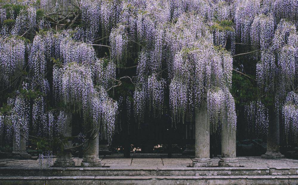 ilustrasi bunga wisteria (unsplash.com/Annie Spratt)