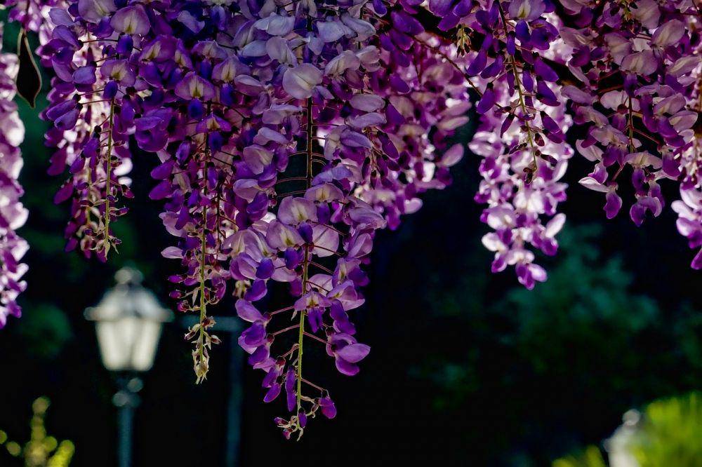 ilustrasi bunga wisteria (pixabay.com/Schwoaze)