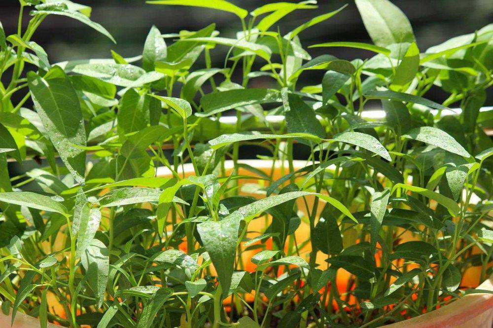 Cara Menanam Kangkung Hidroponik dengan Sistem Wick