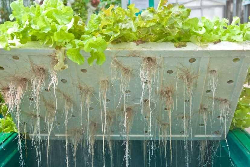 Ilustrasi hidroponik dalam bak (growfoodguide.com)