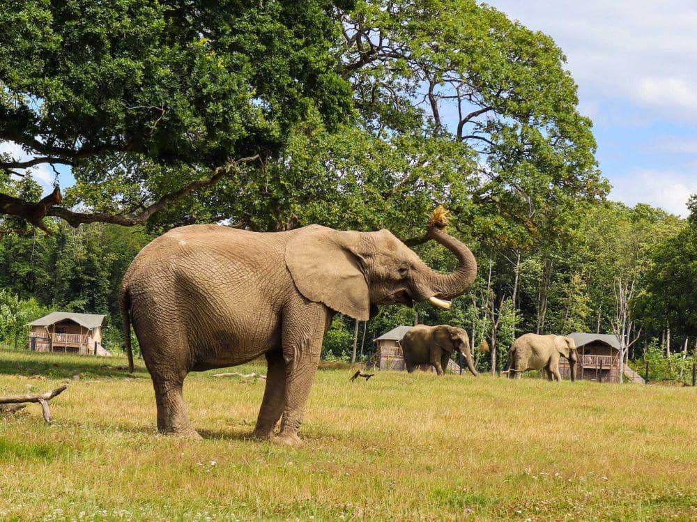 ilustrasi gajah (Pexels.com/Lennard Hornbruch)