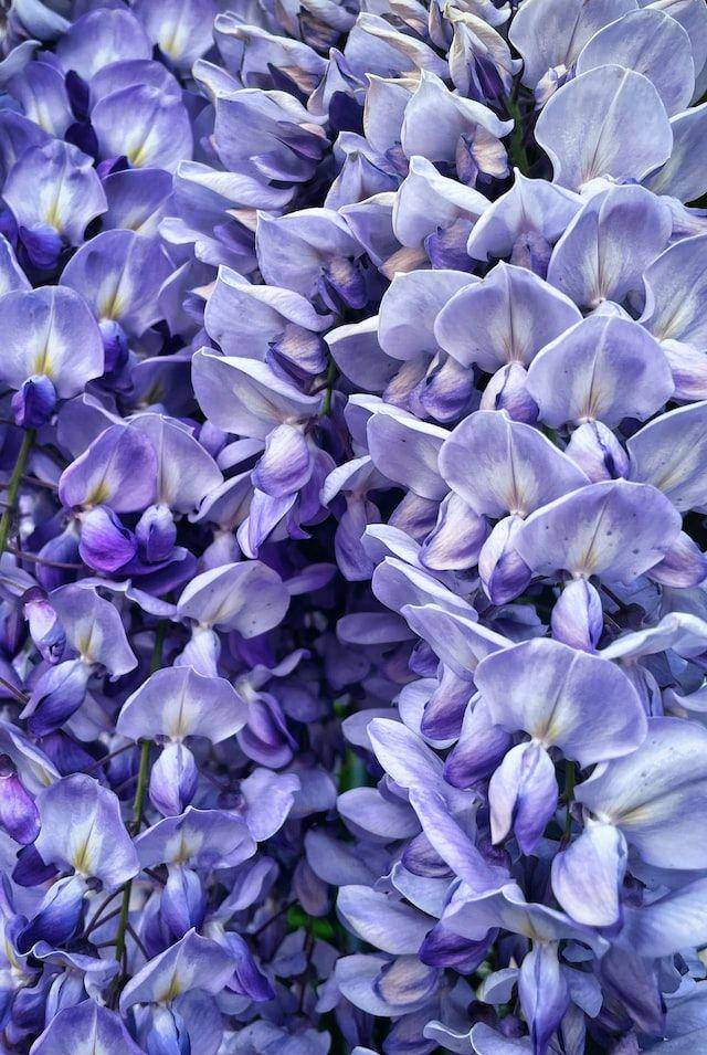 ilustrasi bunga wisteria (unsplash.com/Melih Gönenli)