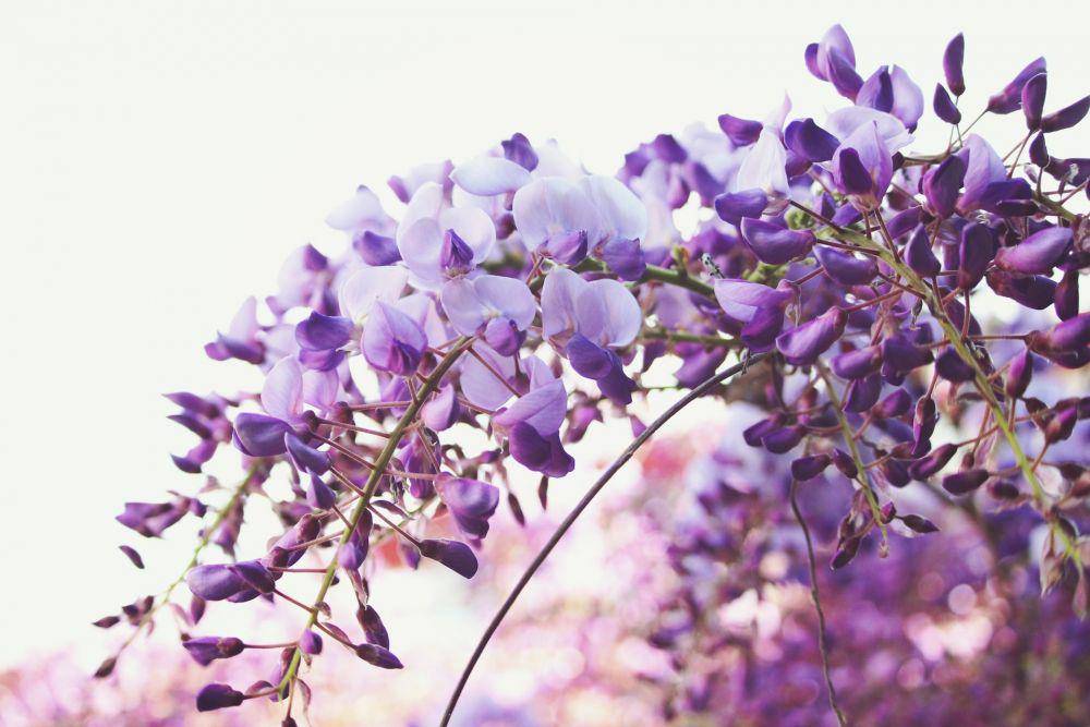 ilustrasi bunga wisteria (unsplash.com/Owen Yin)