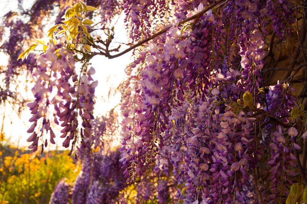 ilustrasi bunga wisteria (unsplash.com/Paola F)