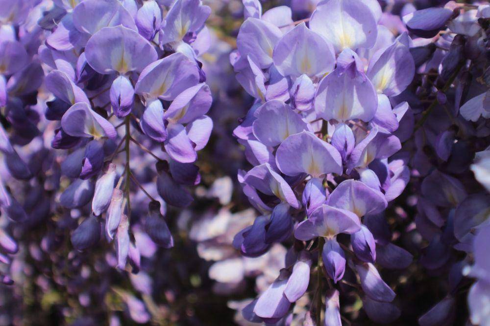 ilustrasi bunga wisteria (unsplash.com/Rebecca Matthews)
