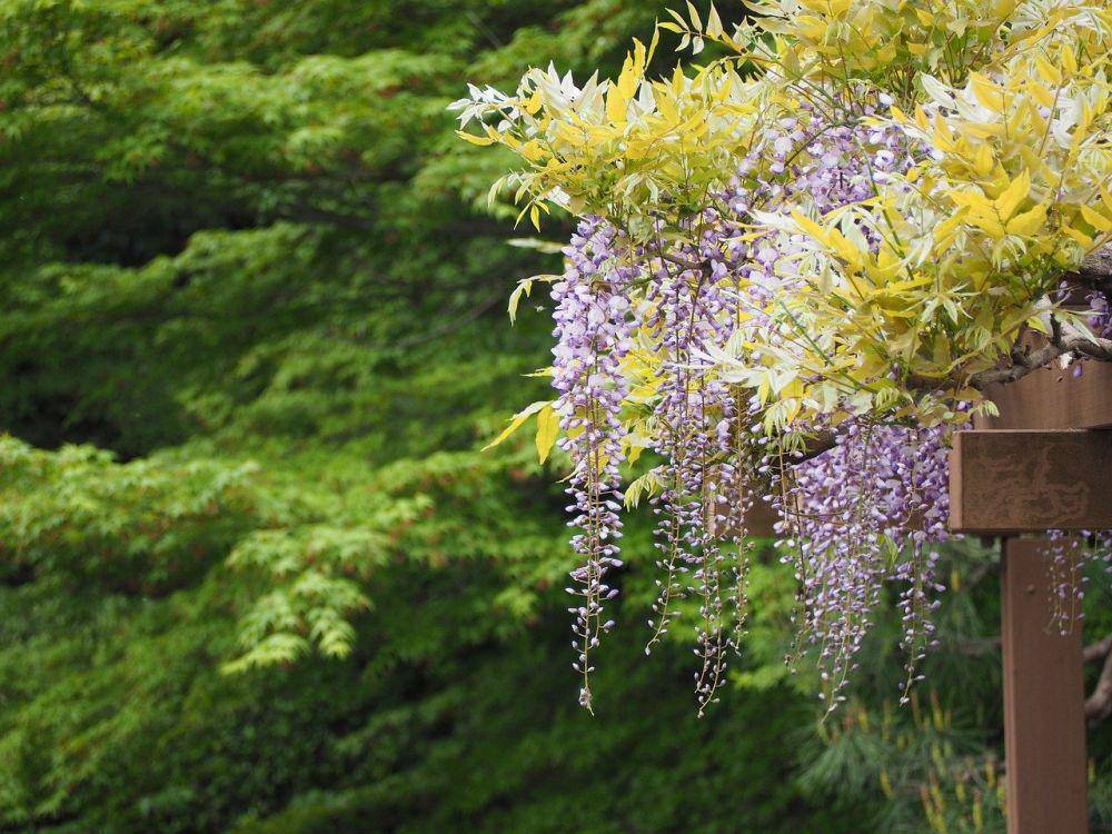 ilustrasi bunga wisteria (pixabay.com/ftanuki)