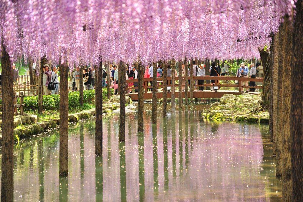 ilustrasi bunga wisteria (pixabay.com/n-k)