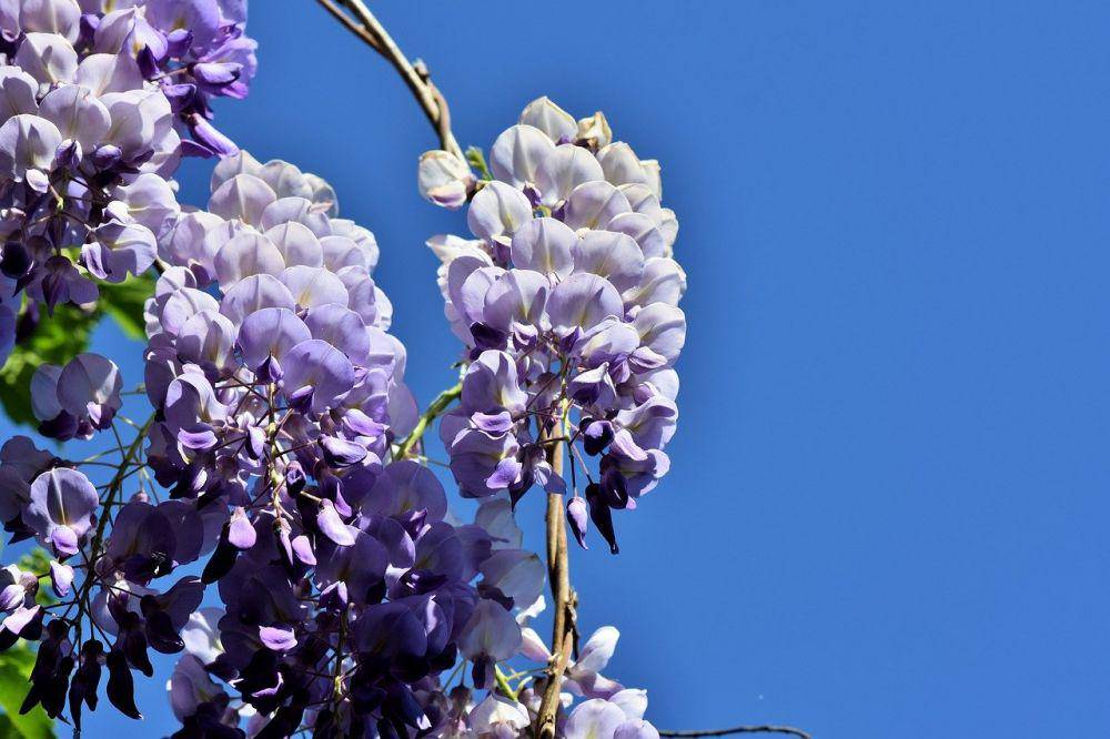 ilustrasi bunga wisteria (pixabay.com/Ralphs_Fotos)