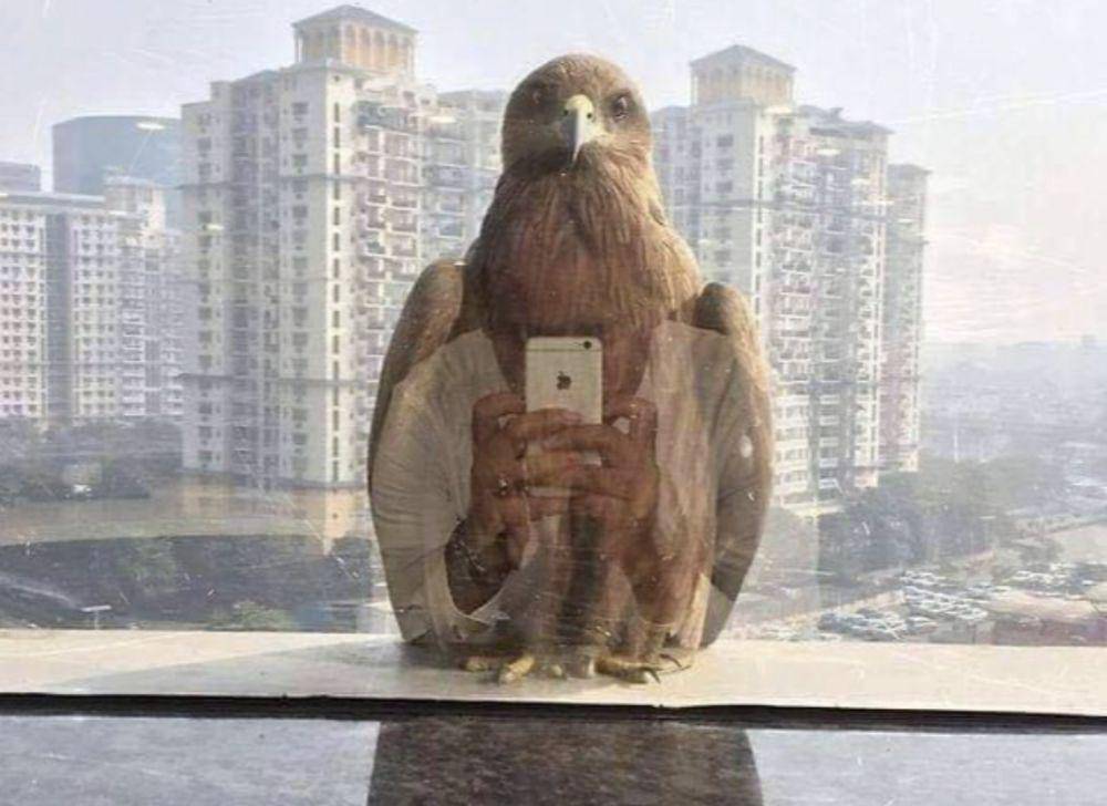 pantulan objek kocak (reddit.com/Ijz2018)