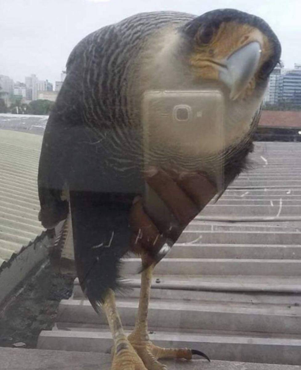 pantulan objek kocak (reddit.com/Newmaker_Sei_Zen)