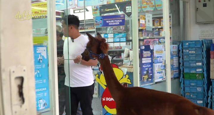 potret Irfan Hakim bawa Alpaca ke minimarket (youtube.com/deHakims)