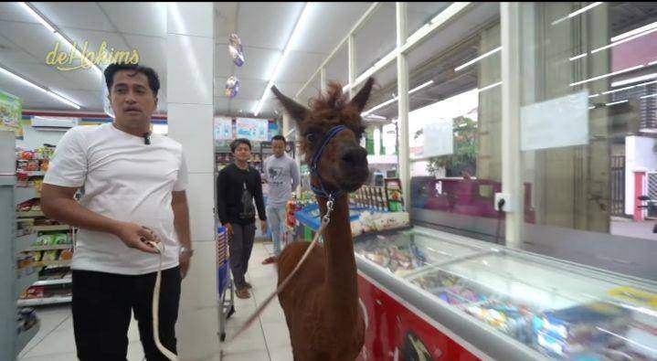 potret Irfan Hakim bawa Alpaca ke minimarket (youtube.com/deHakims)