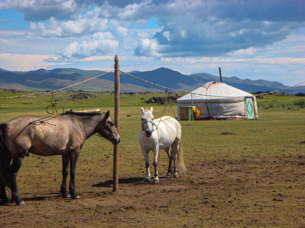 ilustrasi kuda Mongolia (Unsplash/Tengis Galamez)