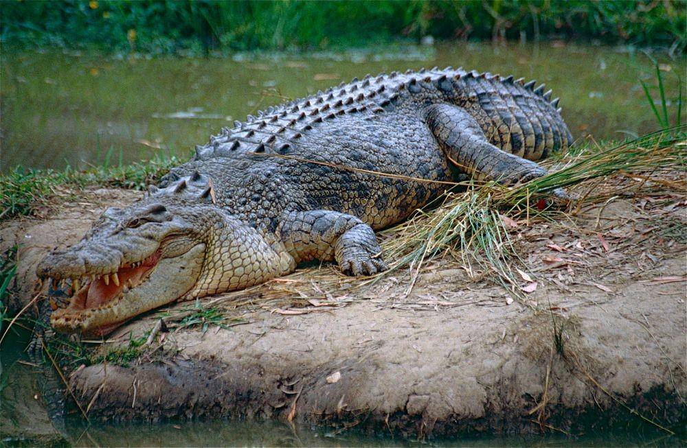 ilustrasi Buaya Muara (Wikimedia Commons/Bernard DUPONT)