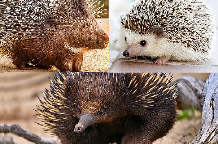 Banyak yang Keliru! Ini Perbedaan Porcupine, Hedgehog, dan Echidna