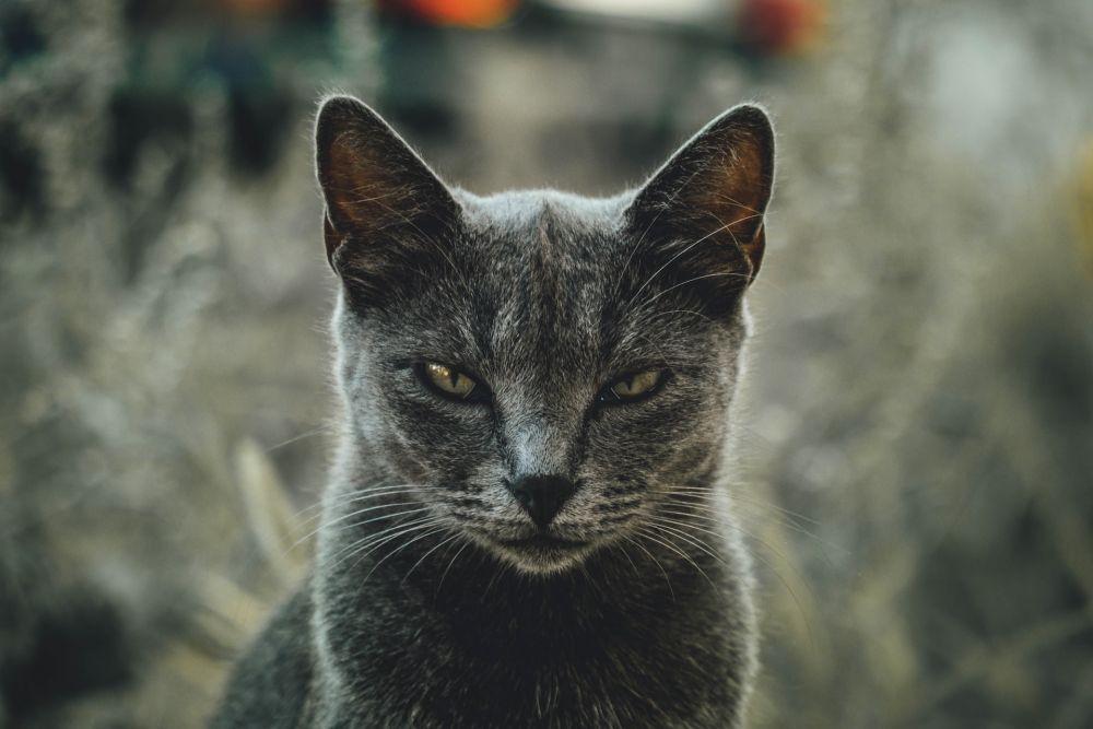 8 Ciri-Ciri Kucing Rabies, Awas Bisa Menular!