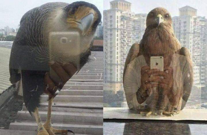 pantulan objek kocak (reddit.com/Newmaker_Sei_Zen | reddit.com/ljz2018)