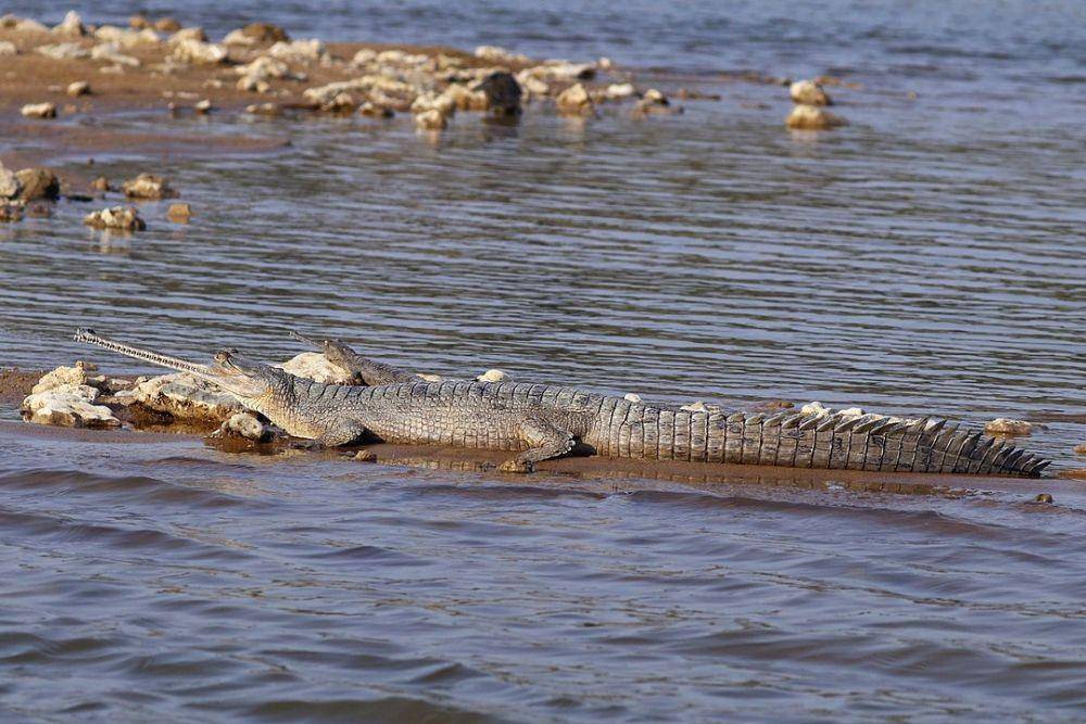 gharial (Wikimedia Commons/Charles J. Sharp)
