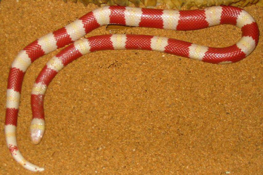ular susu (Wikimedia Commons/WilliamKF)
