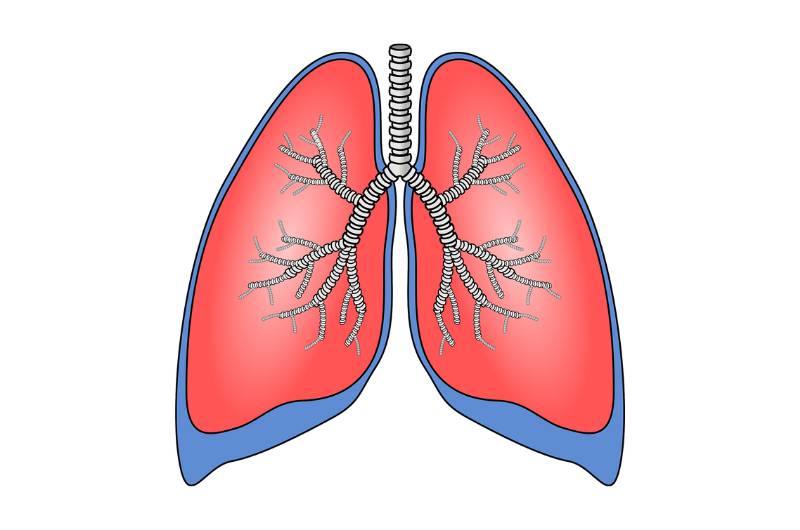 ilustrasi paru-paru (pixabay.com/OpenClipart-Vectors)