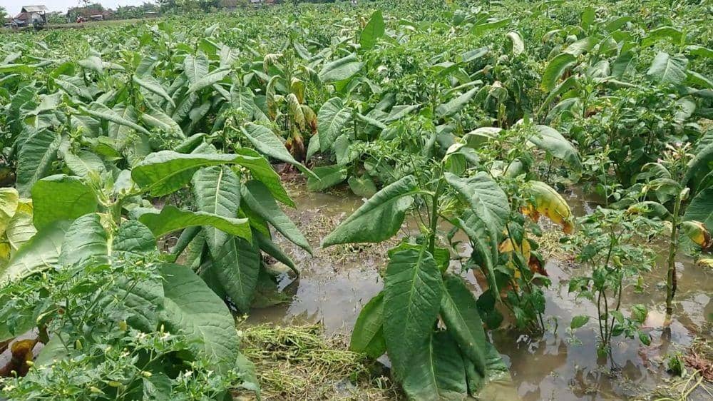 Tanaman tembakau di Tulungagung terendam banjir. IDN Times/ Bramanta Pamungkas