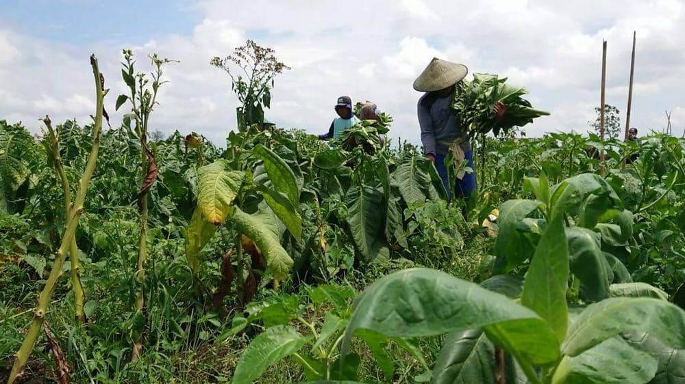 Petani tembakau di Tulungagung melakukan panen dini. IDN Times/ Bramanta Pamungkas