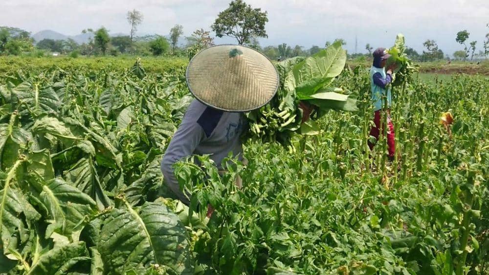 Petani tembakau di Tulungagung melakukan panen dini. IDN Times/ Bramanta Pamungkas