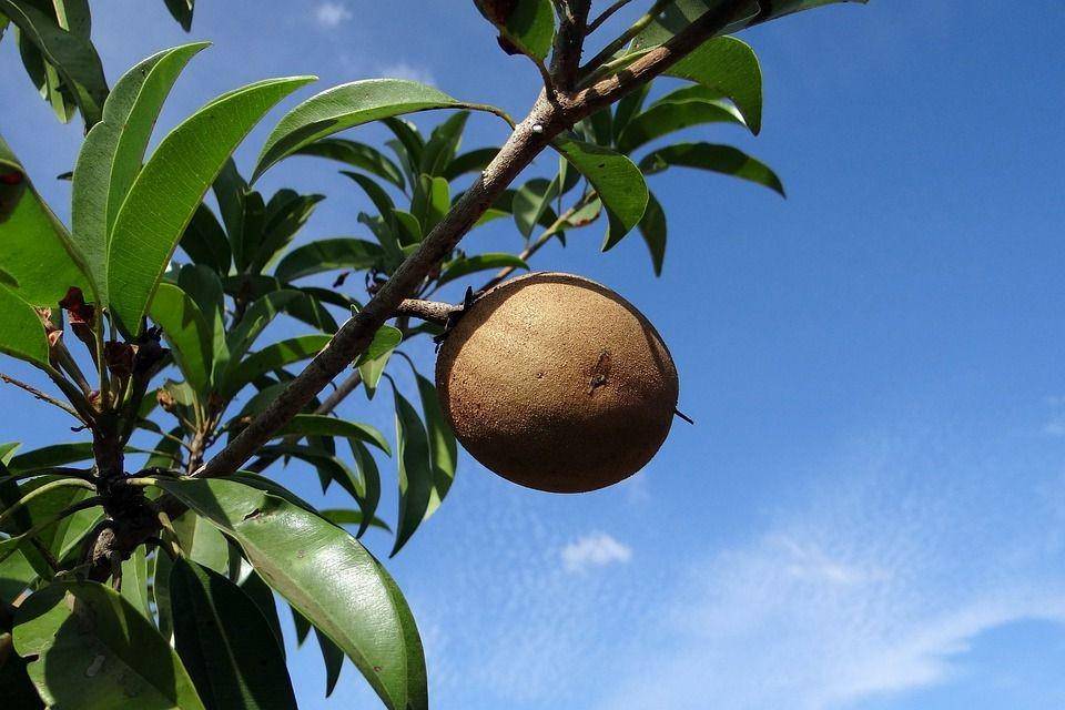 Ilustrasi buah sawo (pixabay.com/sarangib)