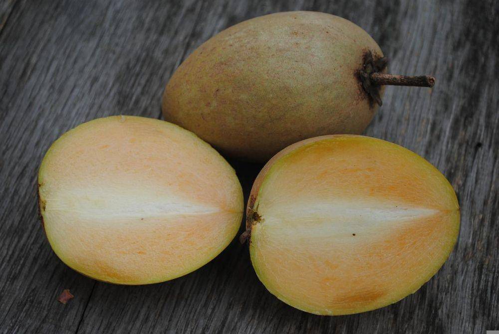 Ilustrasi buah sawo (pixabay.com/congtytrienminh)