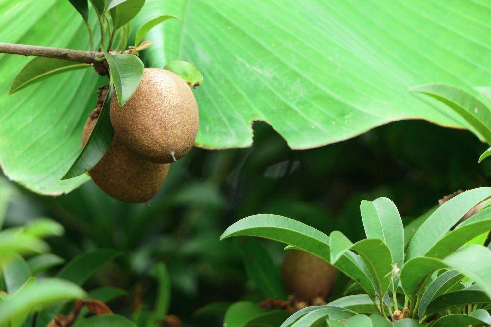Ilustrasi buah sawo (unsplash.com/utsmanmedia)