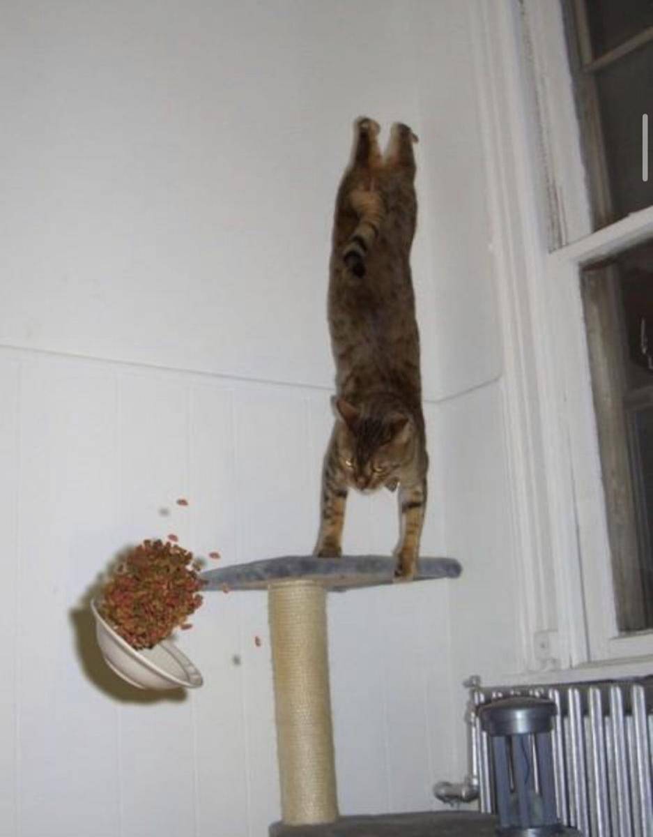 sepersekian detik sebelum insiden (reddit.com/Mr_Shnayblay)