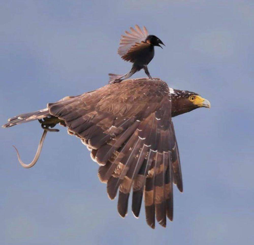 aksi kocak burung (reddit.com/JMyers666)