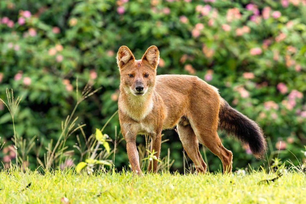 Dhole (critterfacts.com)