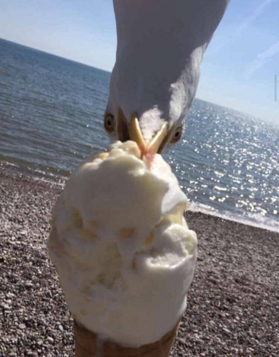 aksi kocak burung (reddit.com/shopiela_)