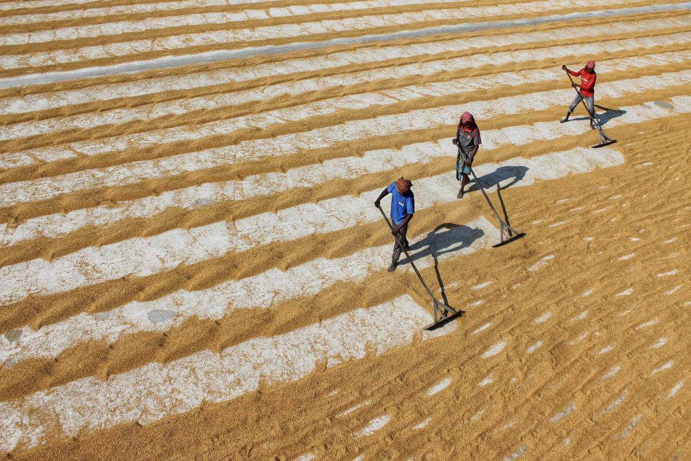 Haruskah Produksi Padi Beradaptasi dengan Perubahan Iklim?