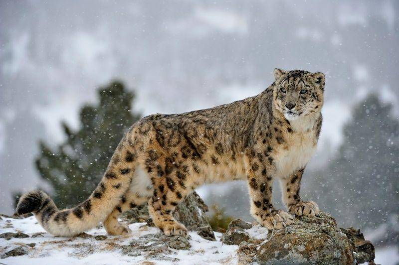 Snow leopard (discoverwildlife.com)