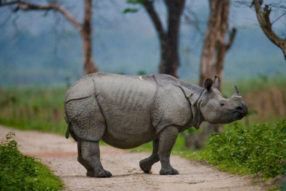 One horned rhyno (thestatesman.com)