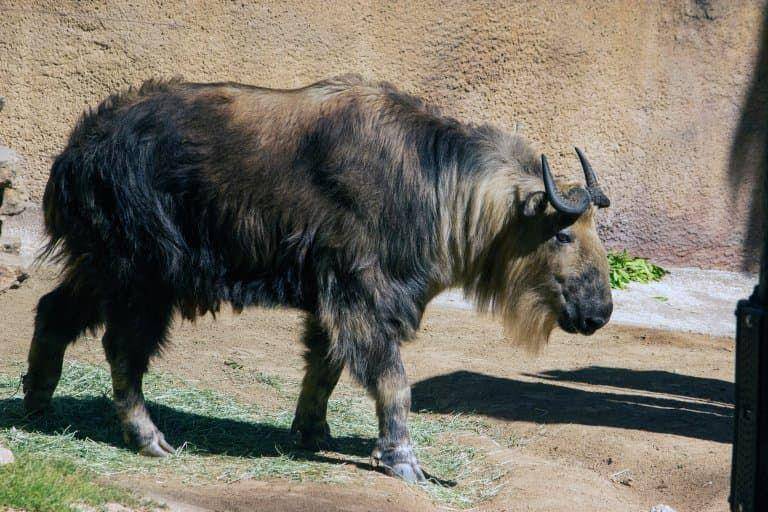 Takin (factanimal.com)