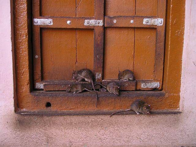 ilusrtasi rat dan mouse (pixabay.com/Simon)