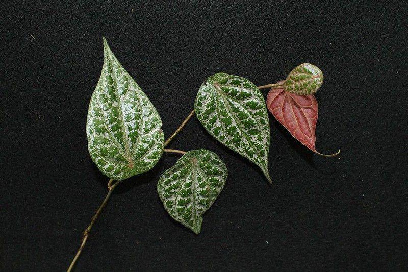 ilustrasi daun sirih merah, Piper ornatum, Piper crocatum (flickr.com/Raul López)