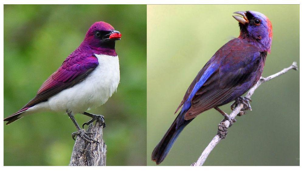 10 Spesies Burung Berwarna Ungu, Cantik nan Memesona