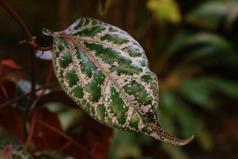 ilustrasi daun sirih merah (flickr.com/Karl Gercens)
