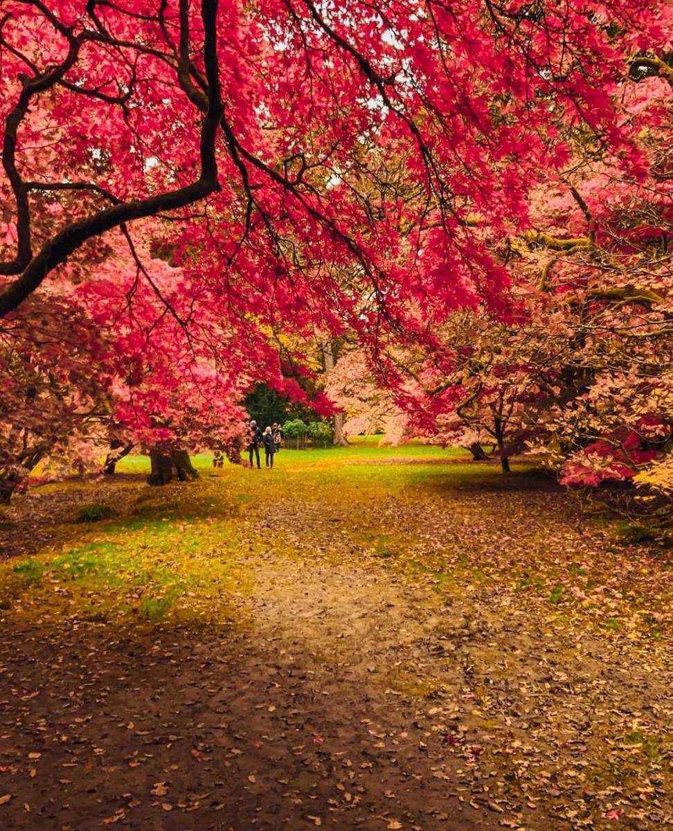 potret Momijigari (instagram.com/mr_plantgeek)