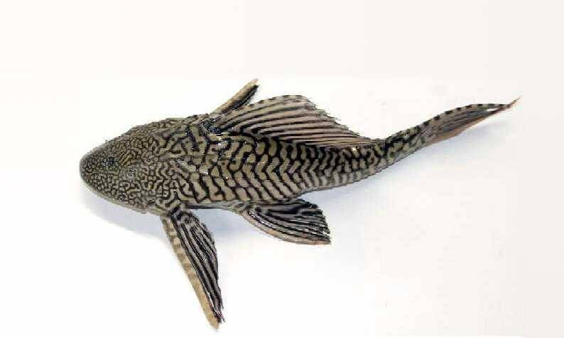 Ikan sapu-sapu, USGS, Public domain via Wikipedia