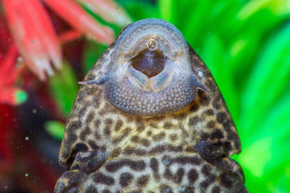Bagian bawah kepala ikan sapu-sapu (unsplash.com/blunkorama)