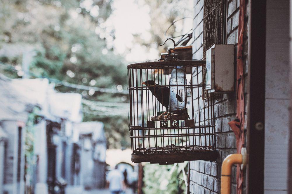 [PUISI] Teriakan Burung-burung dalam Sangkar