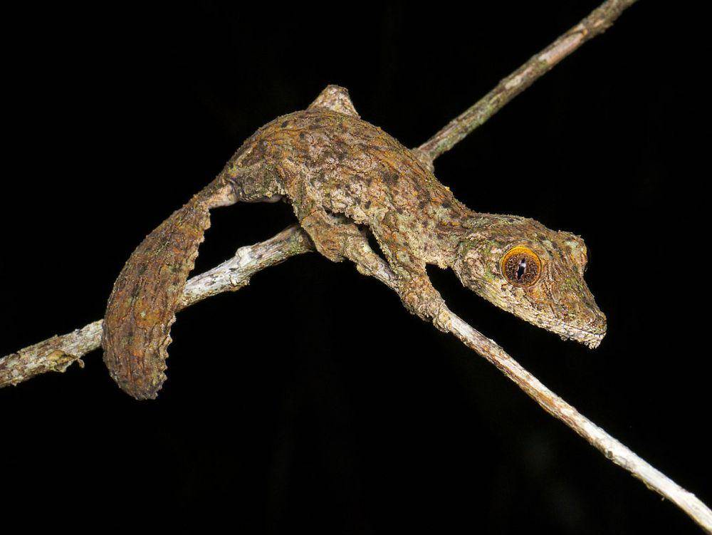 potret mossy leaf-tailed gecko (commons.wikimedia.org/Eyrewood Studios)