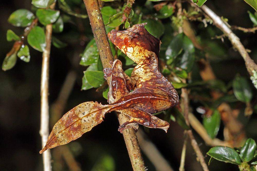 potret satanic leaf-tailed gecko (commons.wikimedia.org/Charlesjsharp)