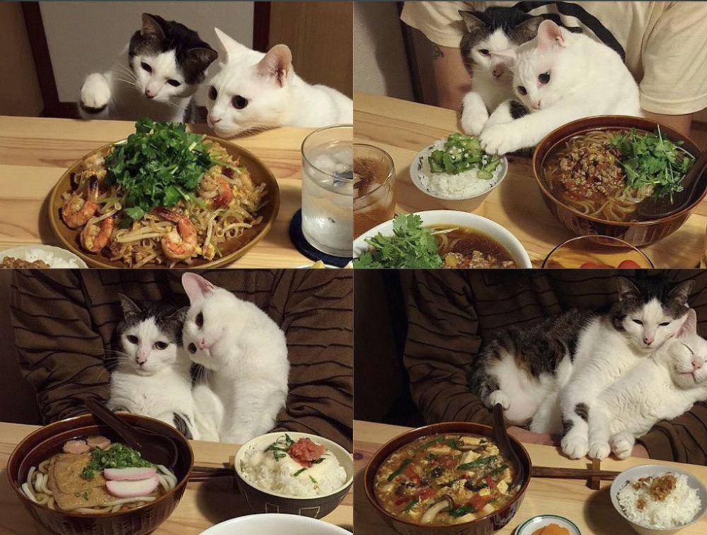 persahabatan kucing gemoy (twitter.com/cat_auras)